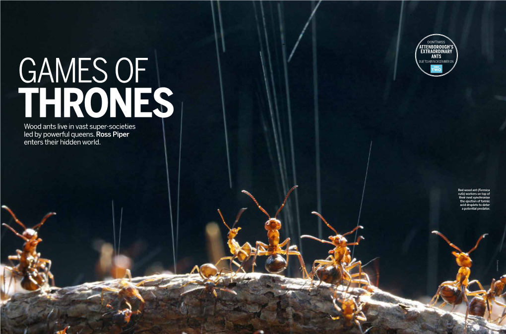 Wood Ants Live in Vast Super-Societies Led by Powerful Queens. Ross Piper Enters Their Hidden World