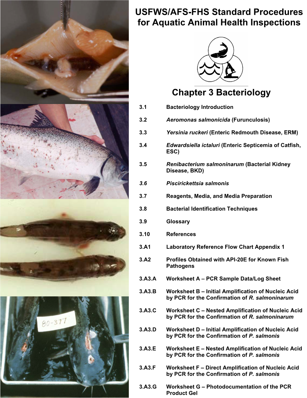 3.5 Renibacterium Salmoninarum (Bacterial Kidney Disease, BKD)