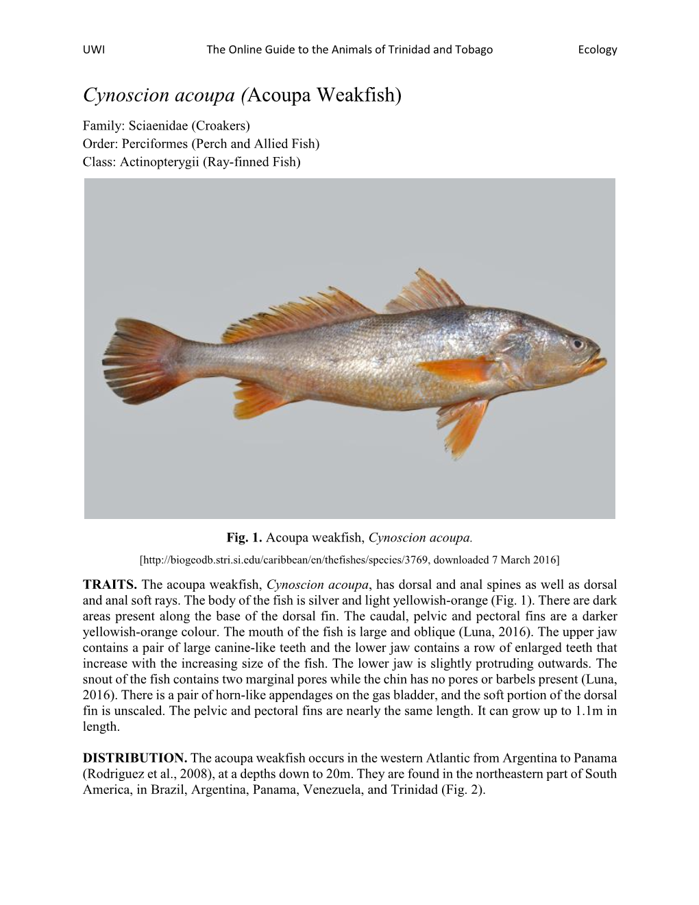 Cynoscion Acoupa (Acoupa Weakfish) Family: Sciaenidae (Croakers) Order: Perciformes (Perch and Allied Fish) Class: Actinopterygii (Ray-Finned Fish)