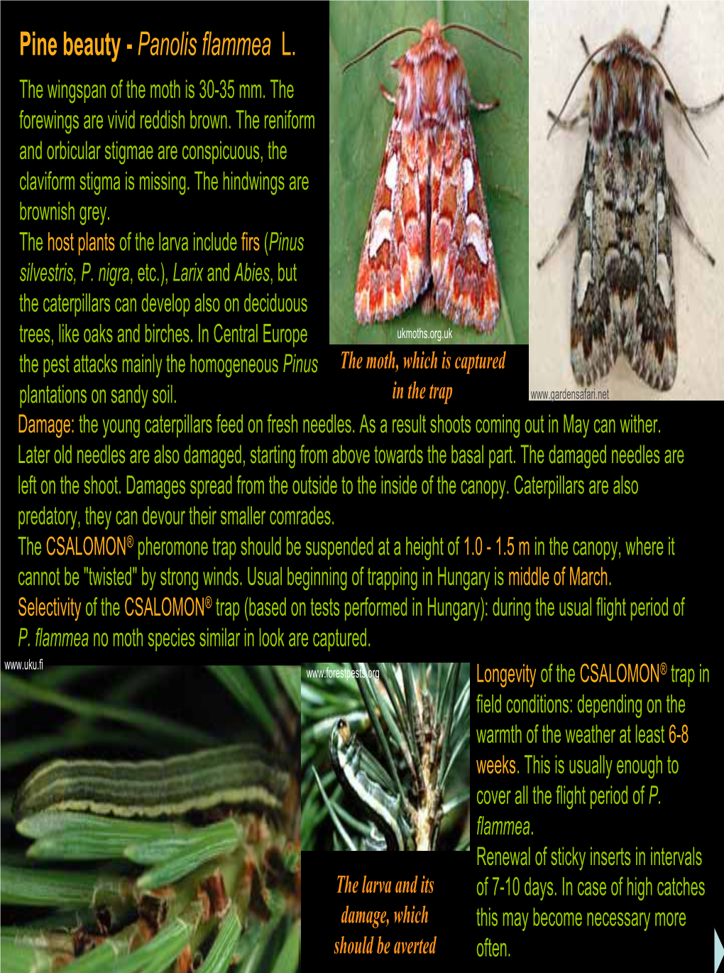 Pine Beauty - Panolis Flammea L