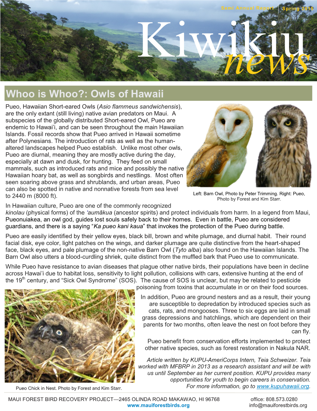 Owls of Hawaii Pueo, Hawaiian Short-Eared Owls (Asio Flammeus Sandwichensis), Are the Only Extant (Still Living) Native Avian Predators on Maui