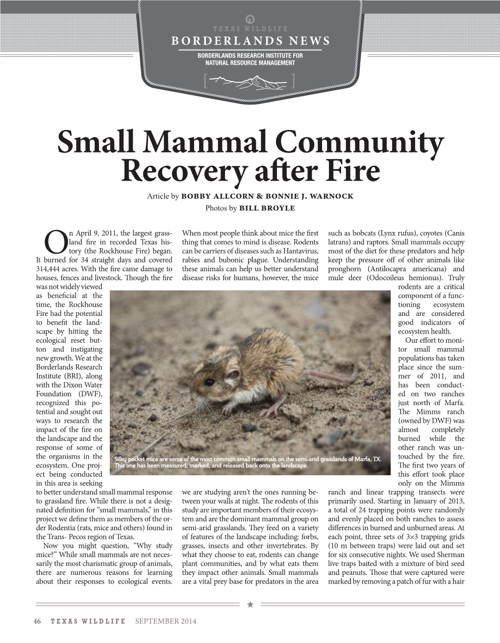 Small Mammal Community Recovery After Fire Article by Bobby Allcorn & Bonnie J