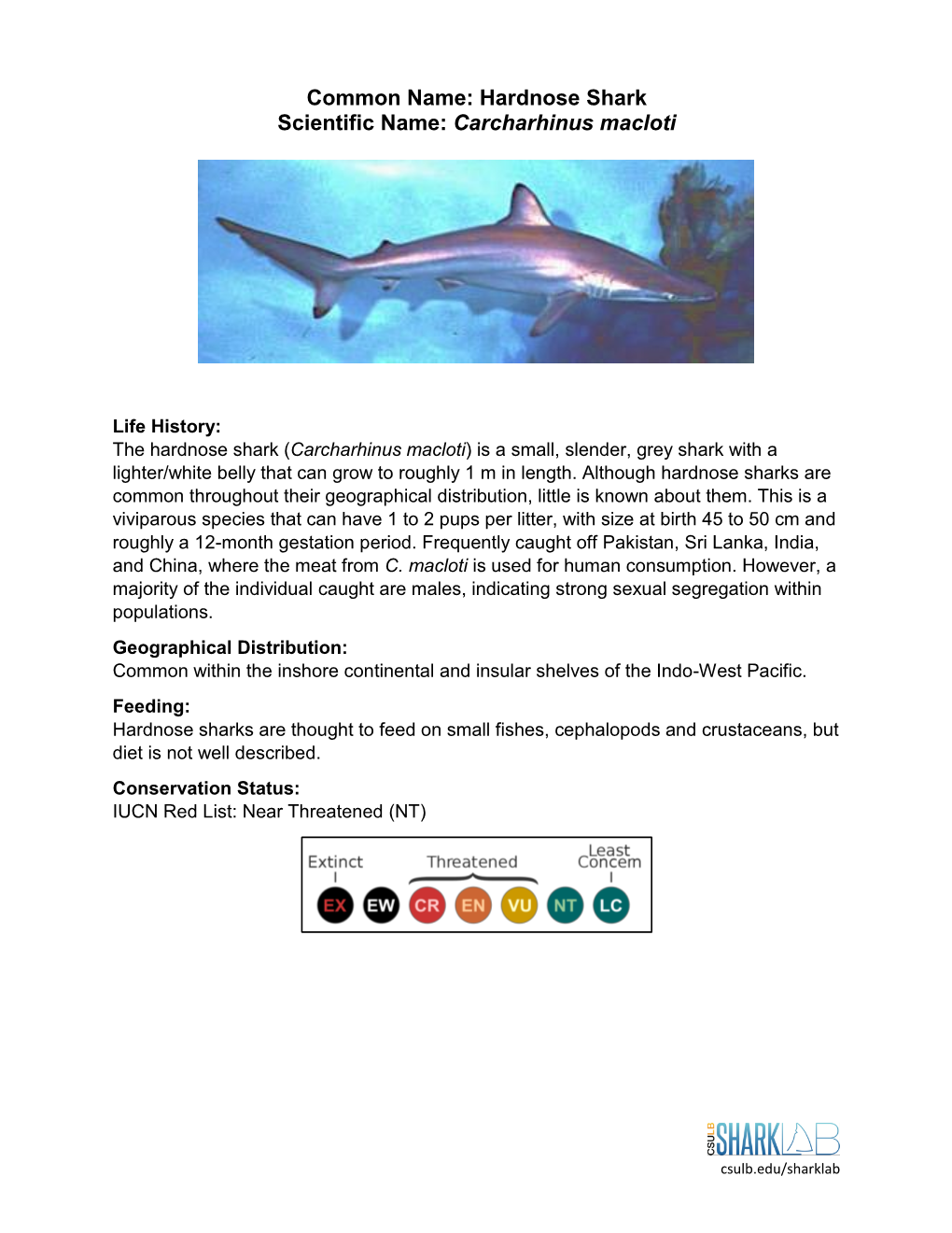 Hardnose Shark Scientific Name: Carcharhinus Macloti