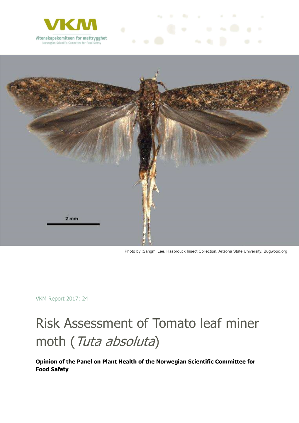 Moth (Tuta Absoluta)