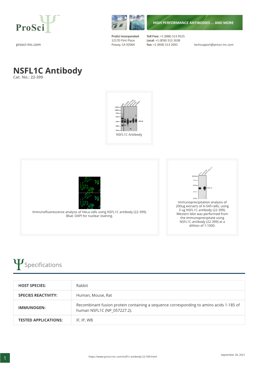 NSFL1C Antibody Cat
