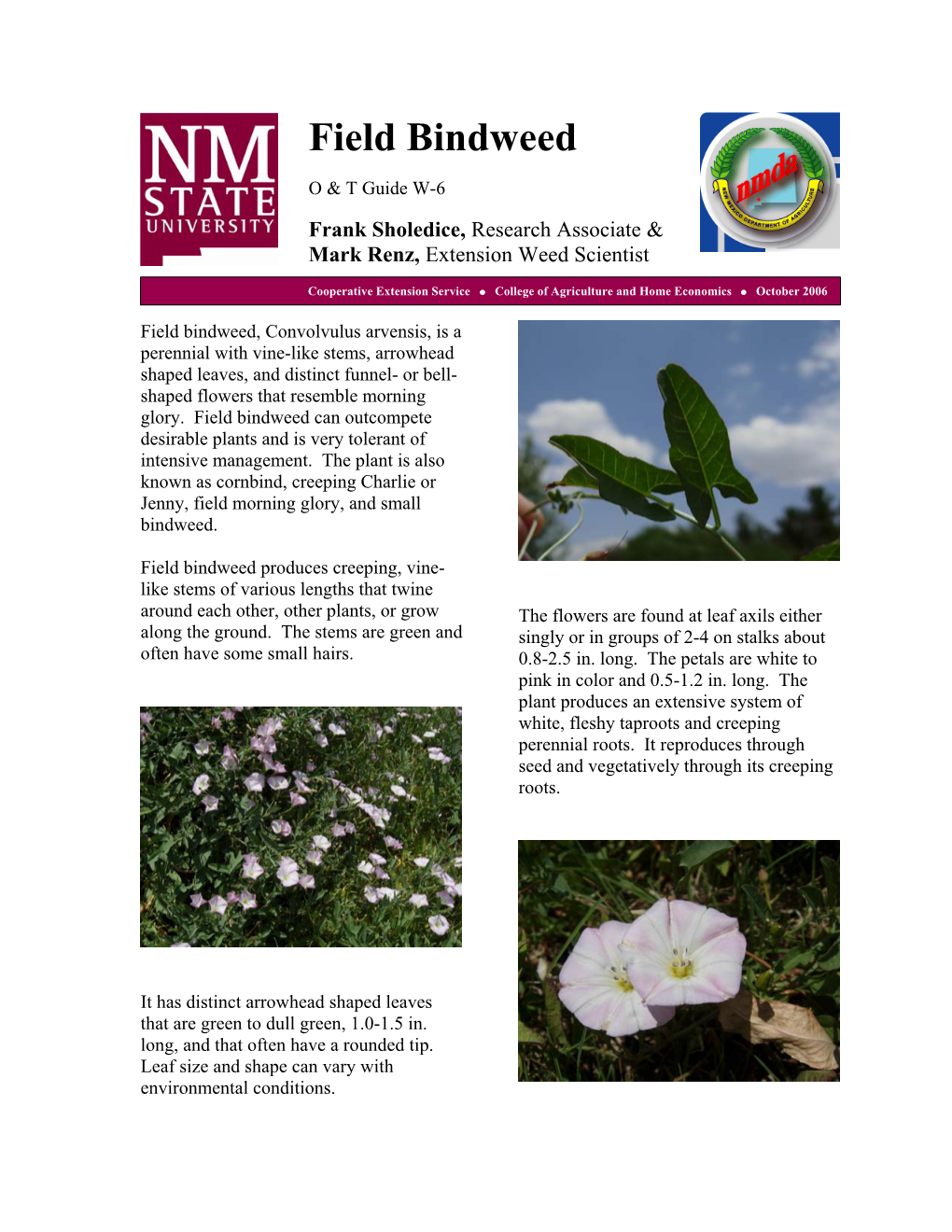 Field Bindweed