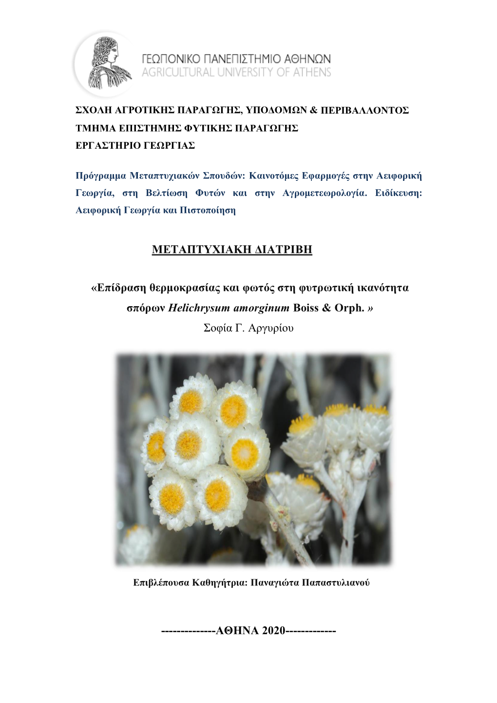 Eπίδραση Θερμοκρασίας Και Φωτός Στη Φυτρωτική Ικανότητα Σπόρων Helichrysum Amorginum Boiss & Orph
