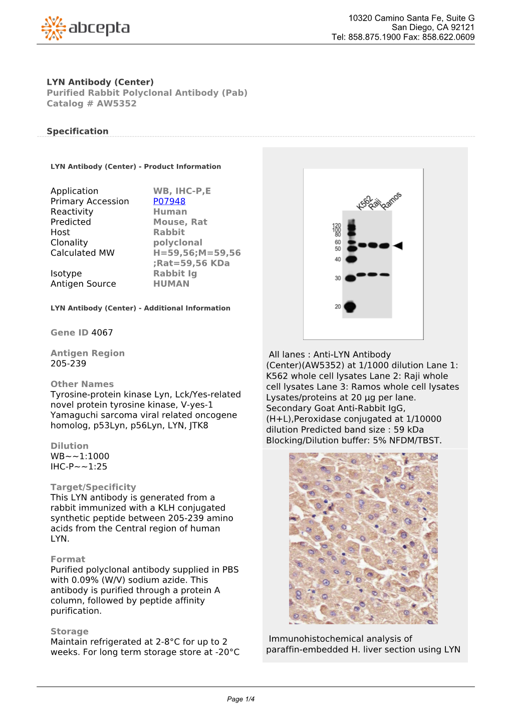 LYN Antibody (Center) Purified Rabbit Polyclonal Antibody (Pab) Catalog # AW5352