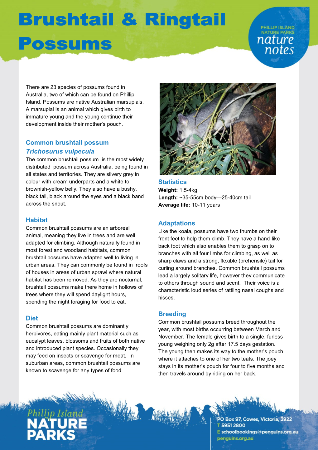 Statistics Adaptations Breeding Common Brushtail Possum