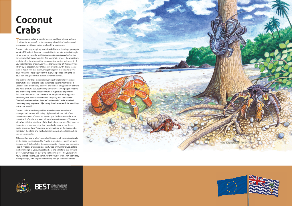 The Coconut Crab Is the World's Biggest Land Invertebrate (Animals Without a Backbone) – in the Sea, Only a Handful of Mollu