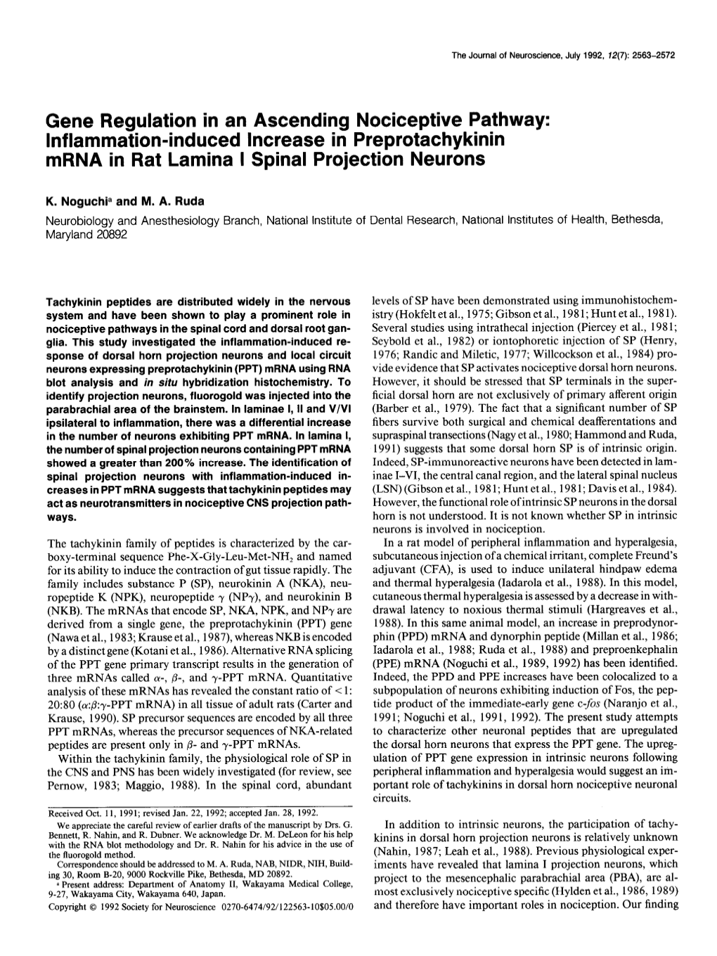 Inflammation-Induced Increase in Preprotachykinin Mrna in Rat Lamina I Spinal Projection Neurons