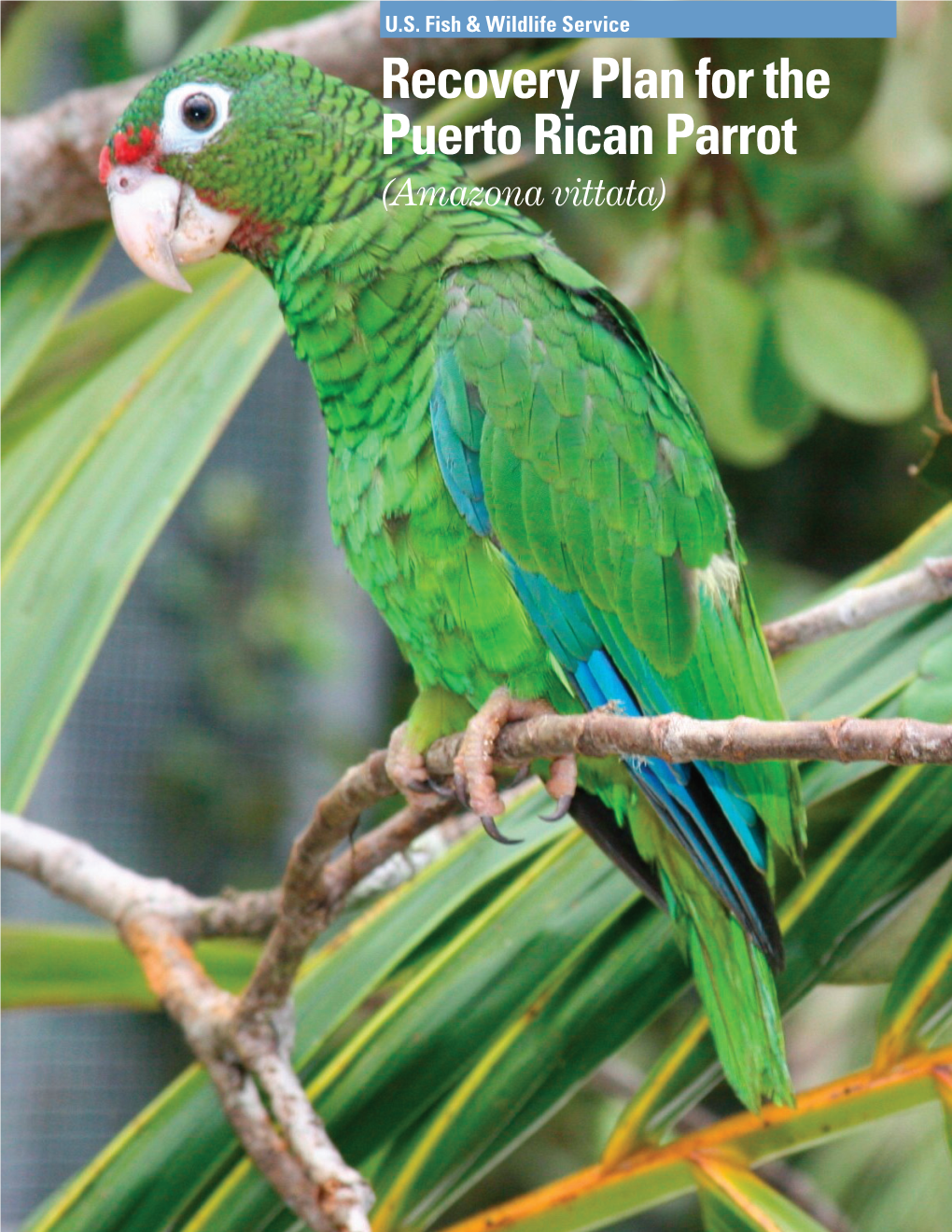 Recovery Plan for the Puerto Rican Parrot (Amazona Vittata)