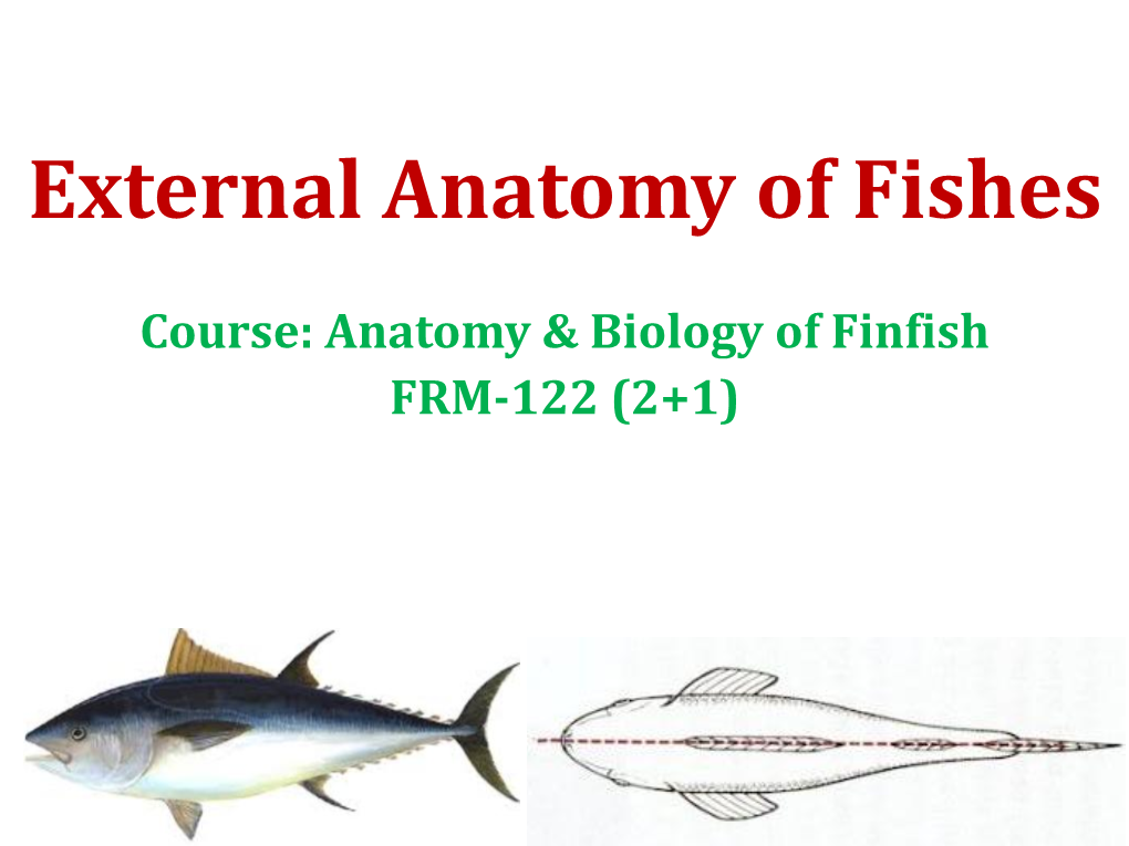 External Anatomy of Fishes