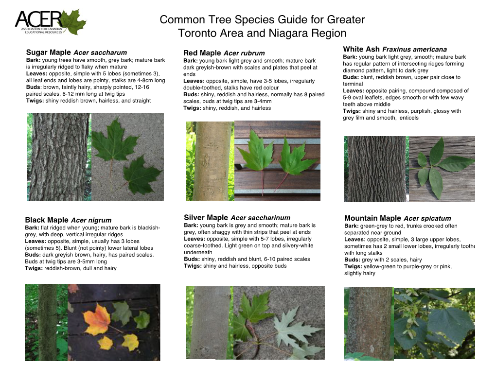 Common Tree Species Guide for Greater Toronto Area and Niagara Region