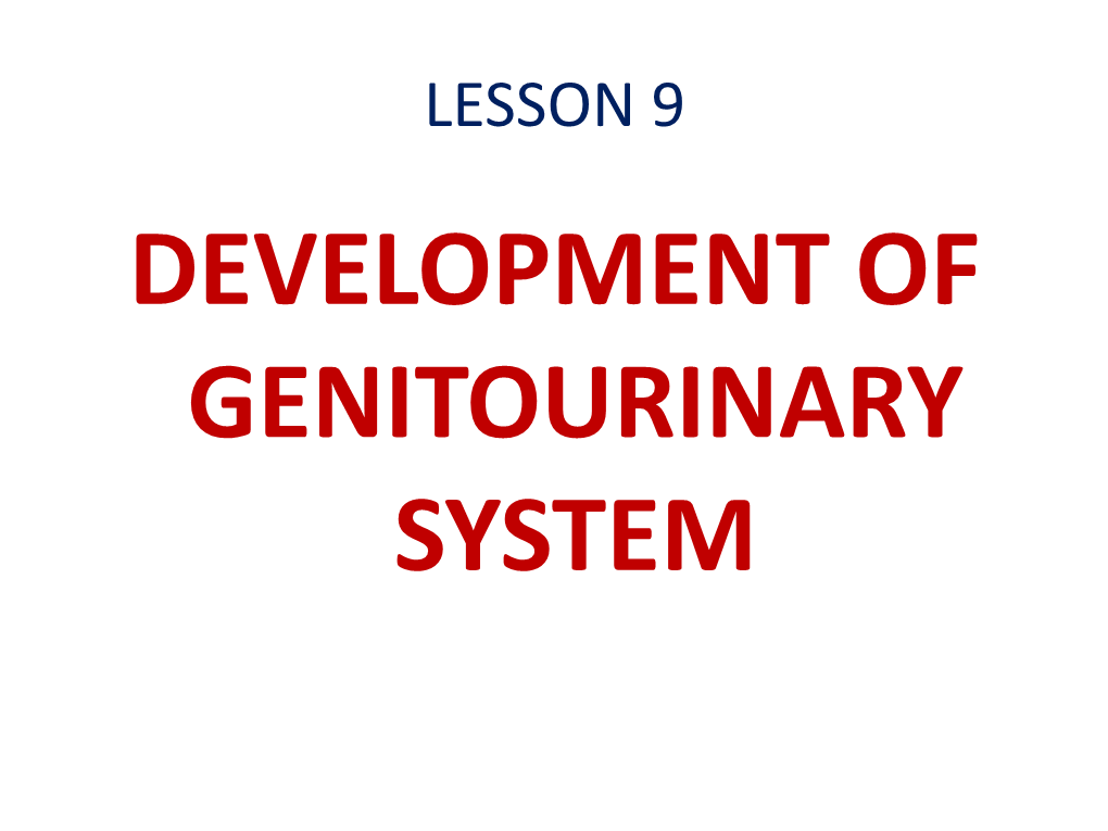 Urogenital Sinus Also Take Part in the Development of the Urogenital System