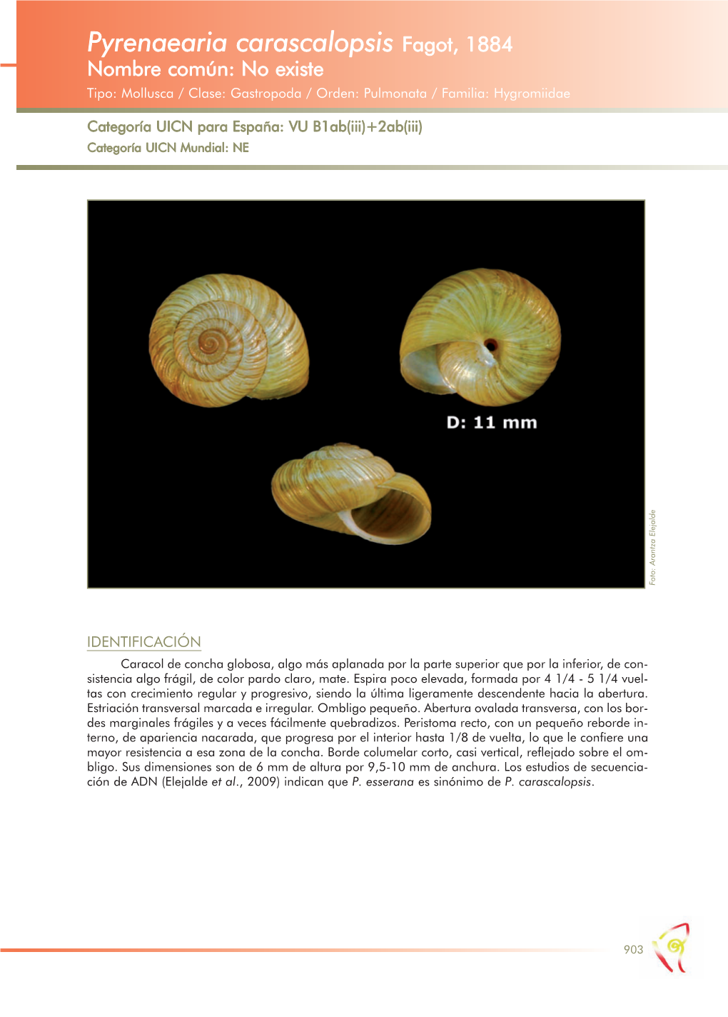 Pyrenaearia Carascalopsis Fagot, 1884 Nombre Común: No Existe Tipo: Mollusca / Clase: Gastropoda / Orden: Pulmonata / Familia: Hygromiidae