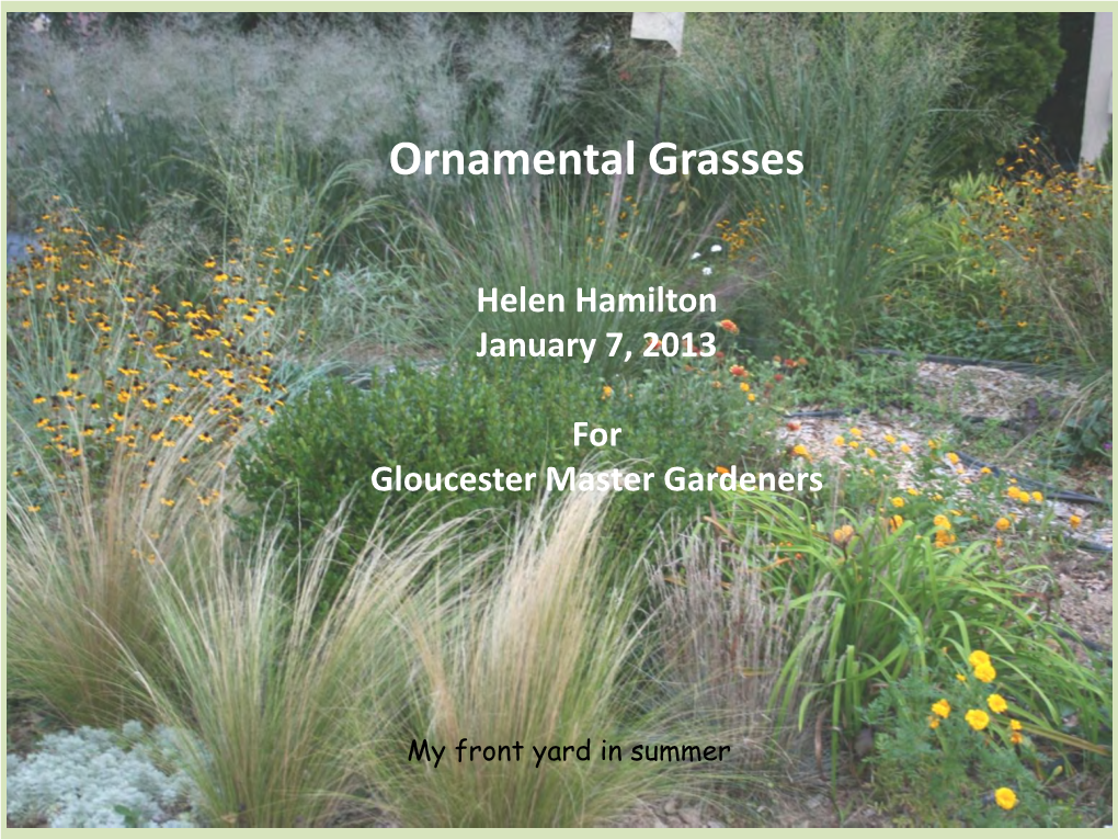 Grasses Ornamental