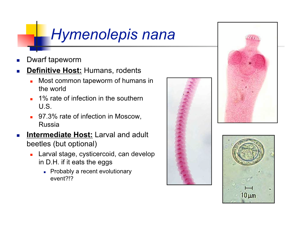 Hymenolepis Nana