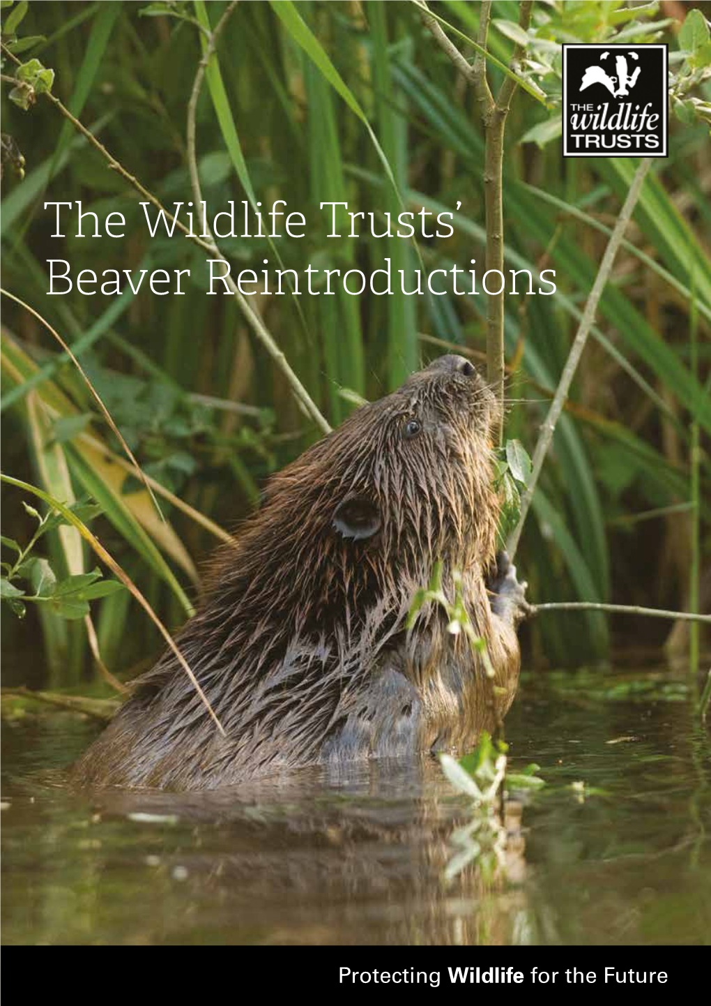 The Wildlife Trusts' Beaver Reintroductions