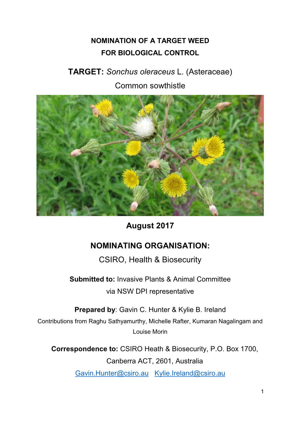 TARGET: Sonchus Oleraceus L. (Asteraceae) Common Sowthistle