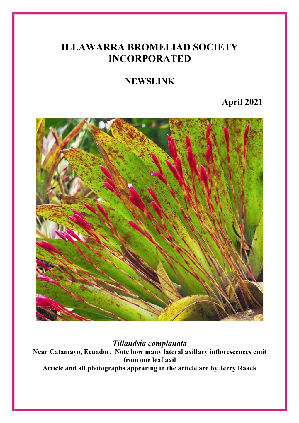 Illawarra Bromeliad Society Incorporated