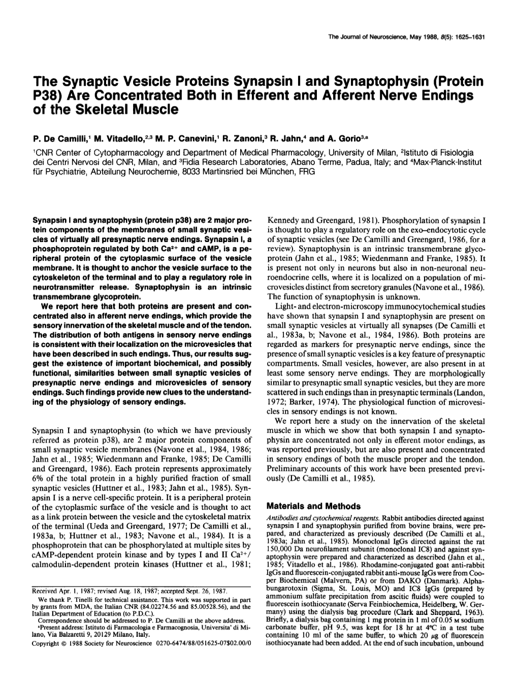 The Synaptic Vesicle Proteins Synapsin I and Synaptophysin (Protein P38) Are Concentrated Both in Efferent and Afferent Nerve Endings of the Skeletal Muscle