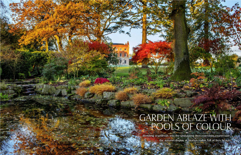 Garden Ablaze with Pools of Colour