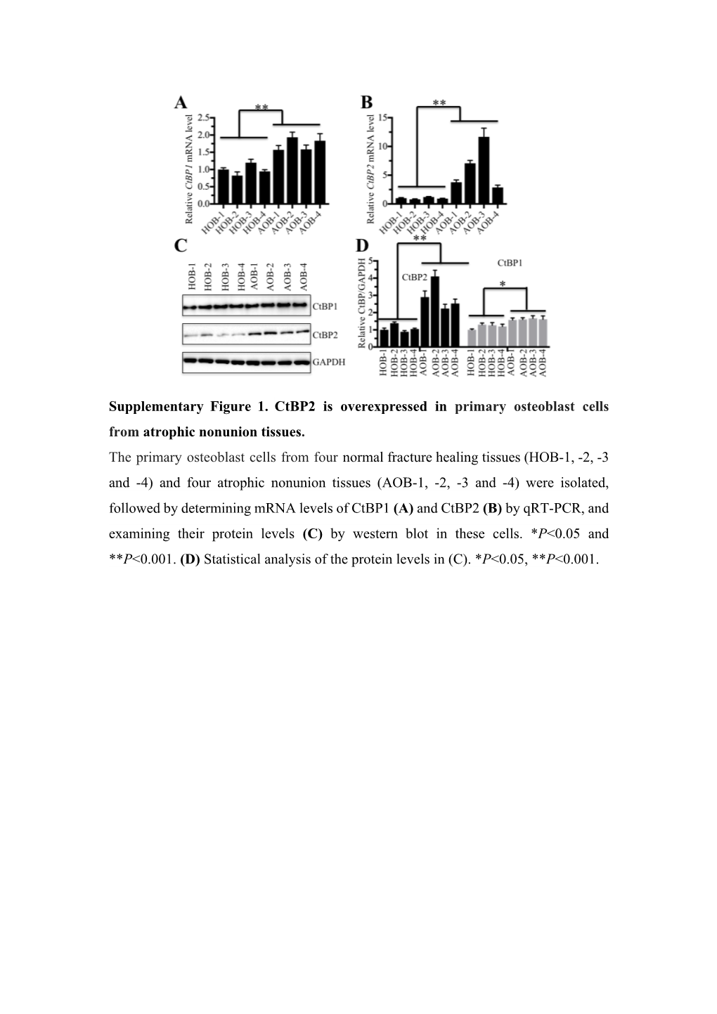 Supplementary Figure 1. Ctbp2 Is Overexpressed in Primary Osteoblast Cells from Atrophic Nonunion Tissues