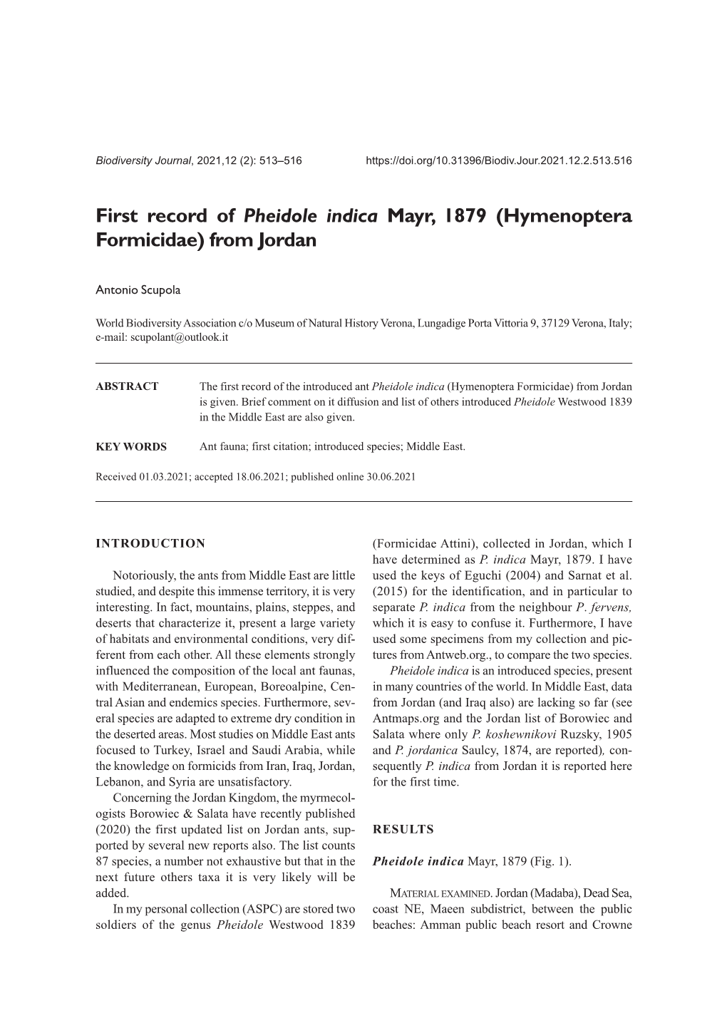 First Record of Pheidole Indica Mayr, 1879 (Hymenoptera Formicidae) from Jordan