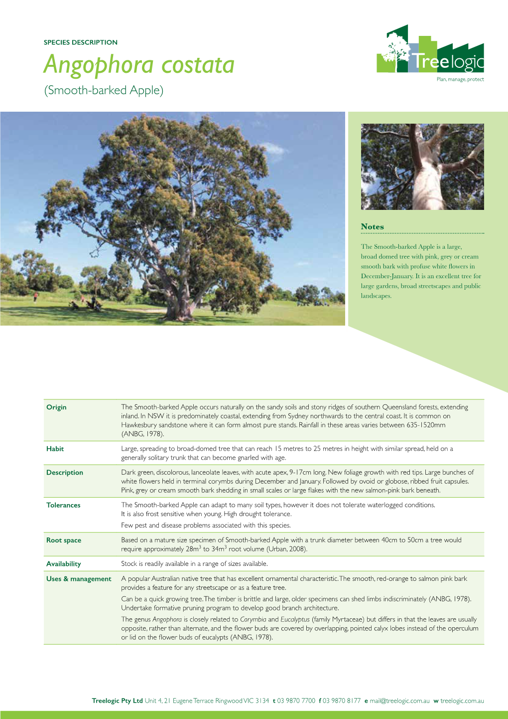 Angophora Costata (Smooth-Barked Apple)