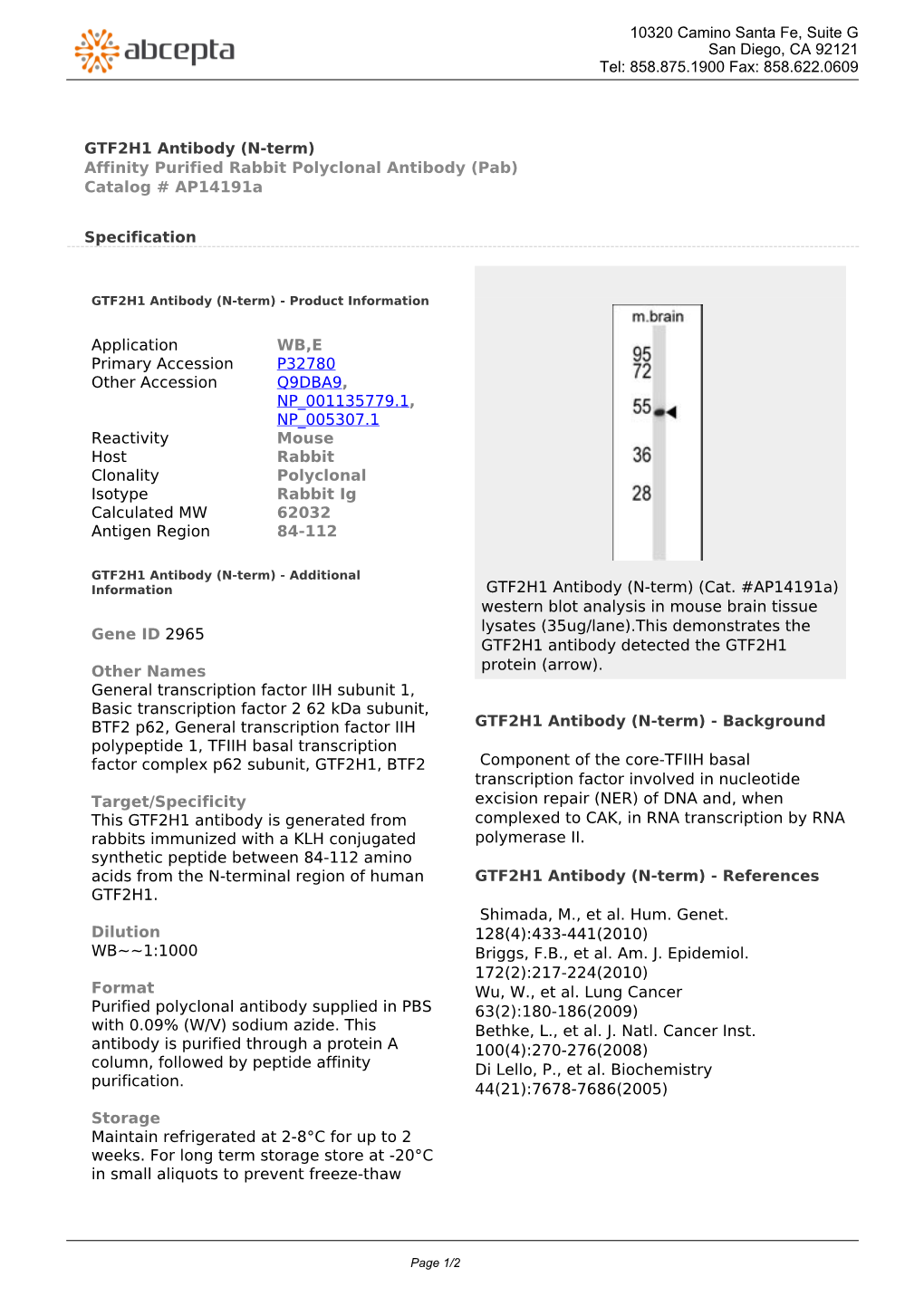 GTF2H1 Antibody (N-Term) Affinity Purified Rabbit Polyclonal Antibody (Pab) Catalog # Ap14191a