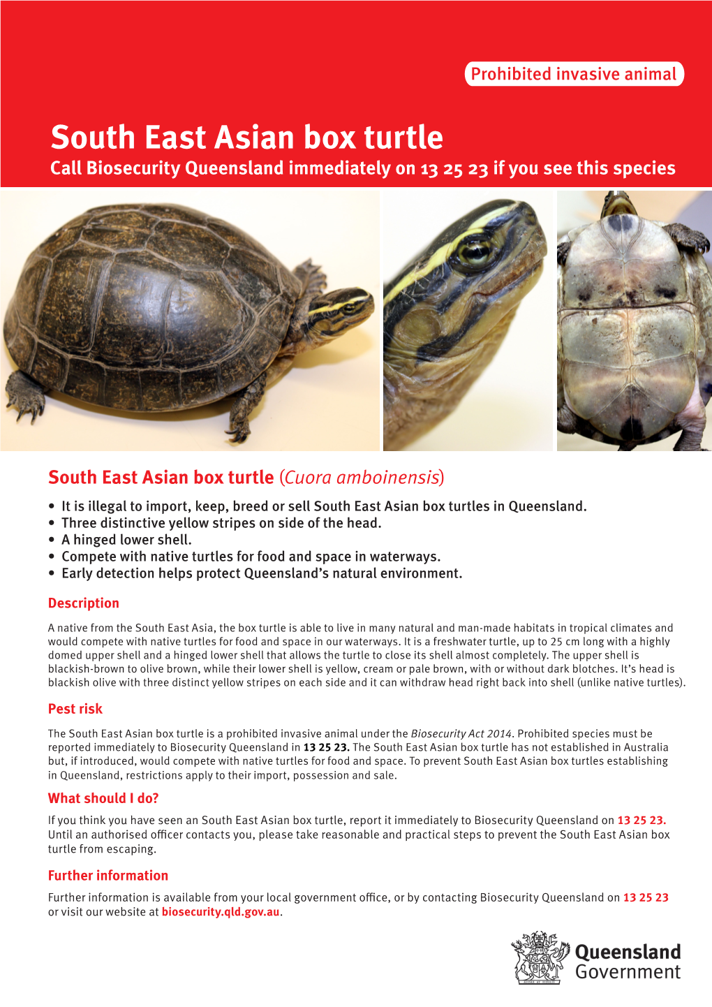 South East Asian Box Turtle (Cuora Amboinensis)