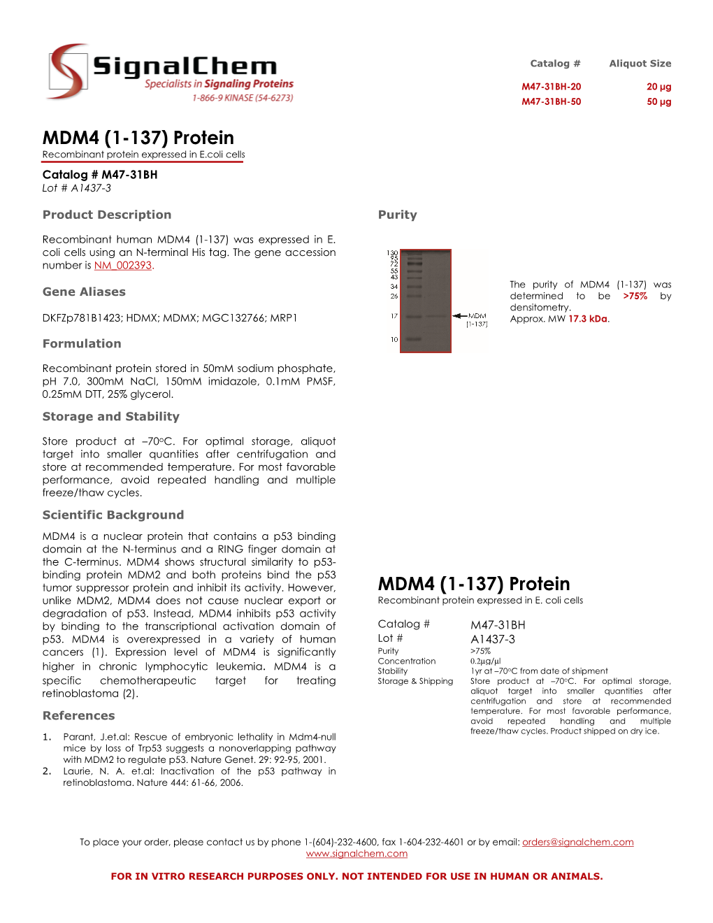 Protein MDM4