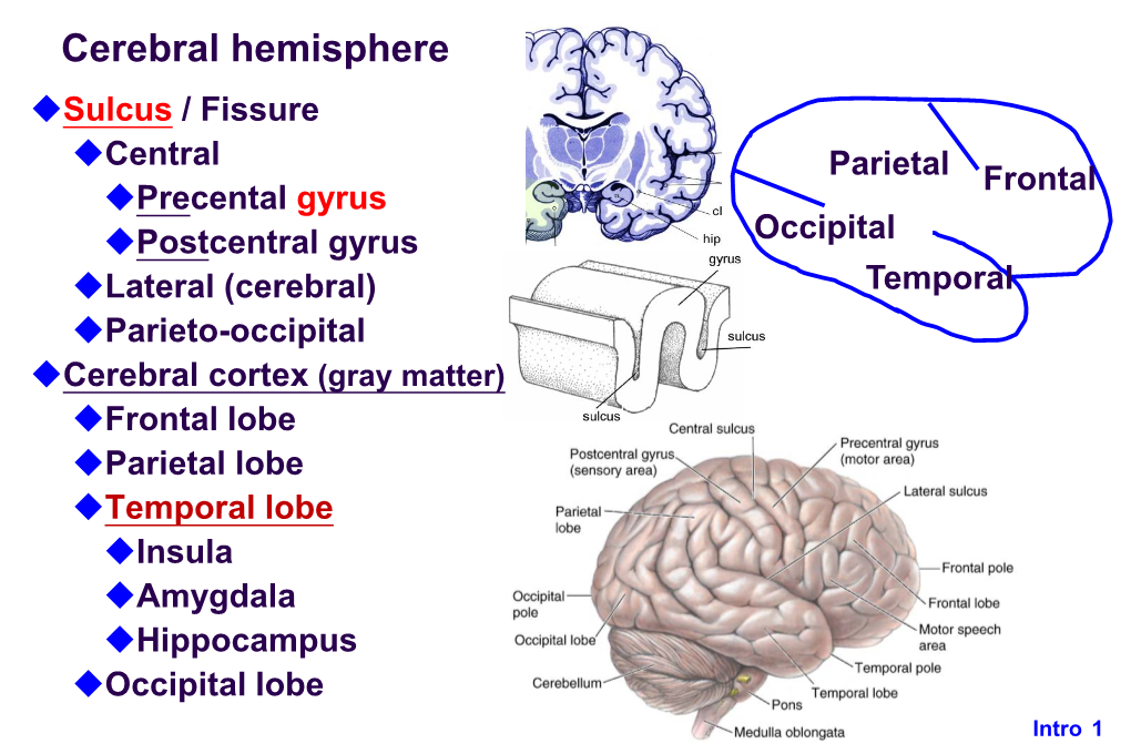 Introduction to the Nervous System