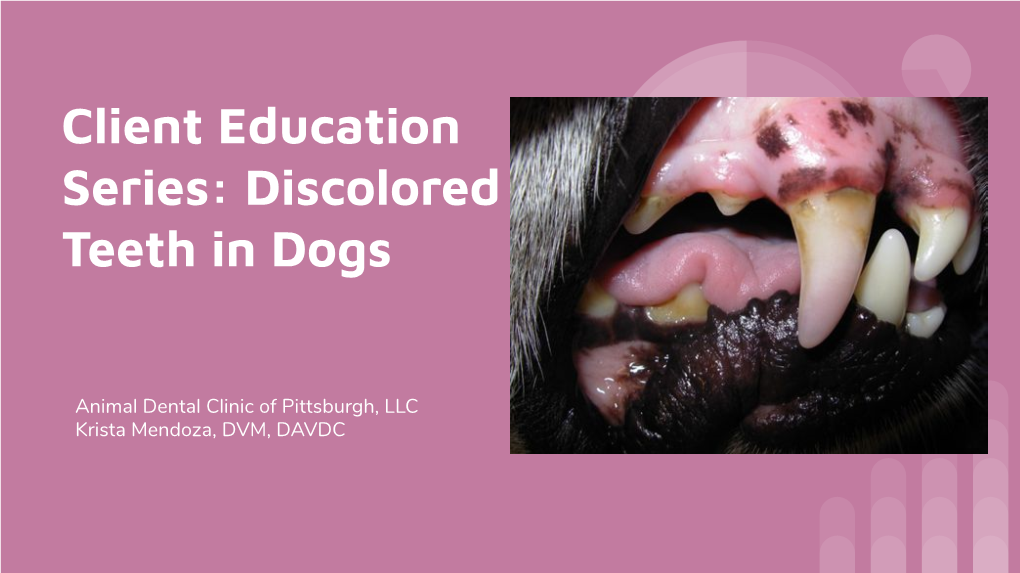 Discolored Teeth in Dogs