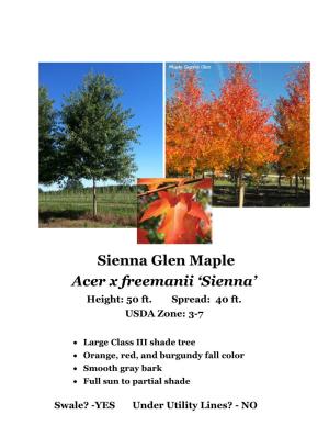 Sienna Glen Maple Acer X Freemanii ‘Sienna’ Height: 50 Ft