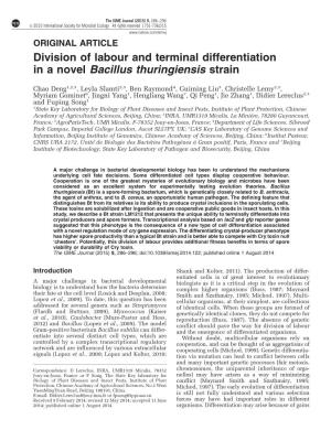 Division of Labour and Terminal Differentiation in a Novel Bacillus Thuringiensis Strain