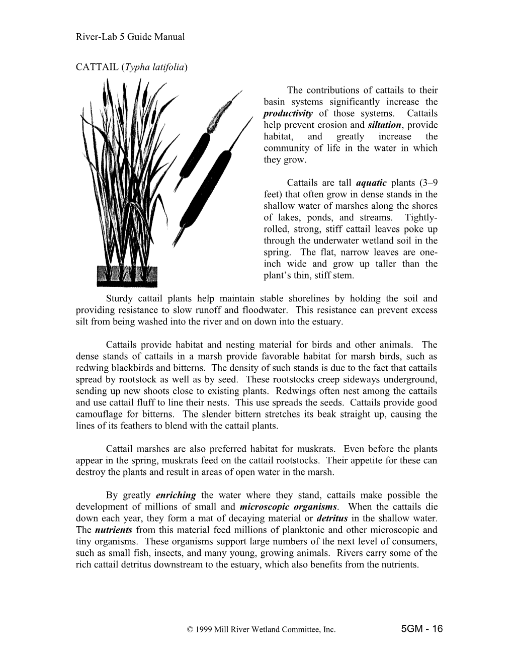 CATTAIL (Typha Latifolia)