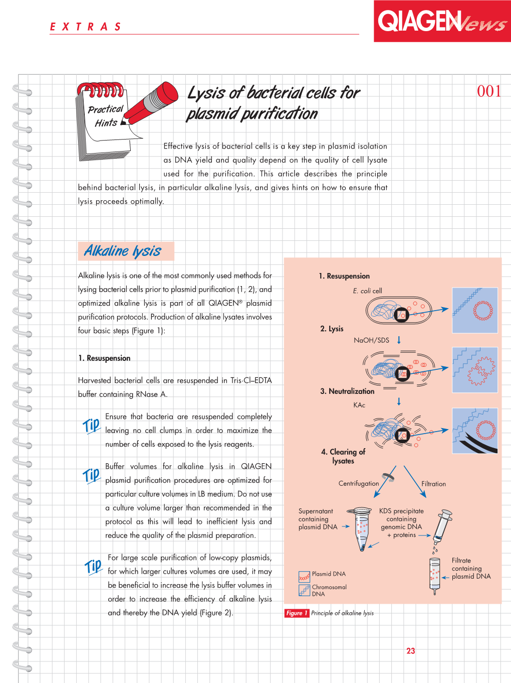 Practical Hints: Lysis of Bacterial Cells for Plasmid Purification