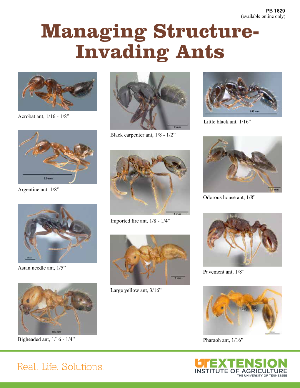 Managing Structure- Invading Ants - DocsLib