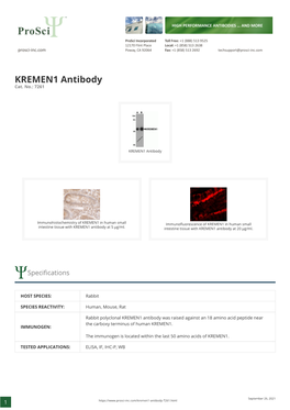 KREMEN1 Antibody Cat