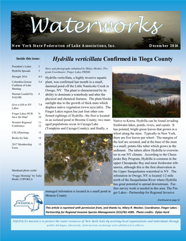 Hydrilla Verticillata Confirmed in Tioga County