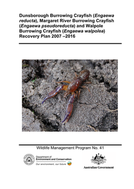 Dunsborough Burrowing Crayfish (Engaewa Reducta), Margaret River