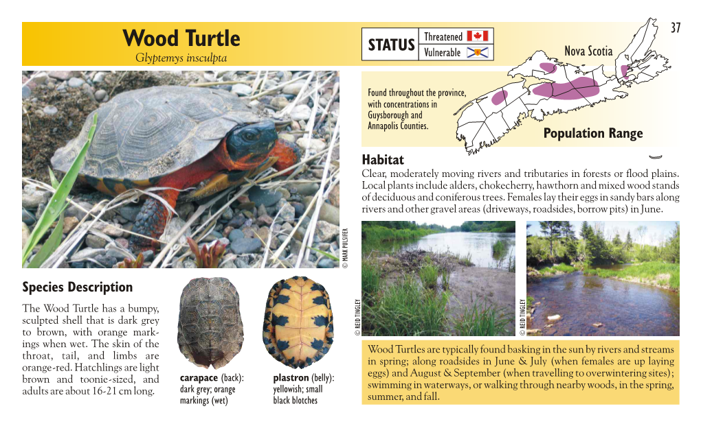 Wood Turtle Threatened STATUS V Ulnerable Nova Scotia Glyptemys ...