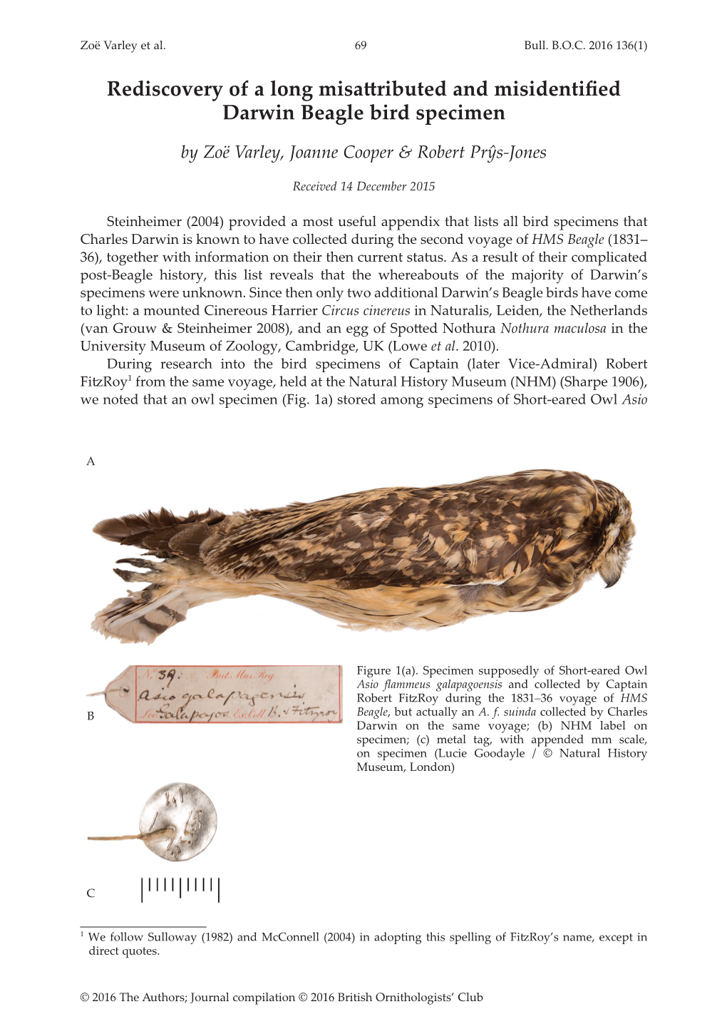 Rediscovery of a Long Misattributed and Misidentified Darwin Beagle Bird Specimen