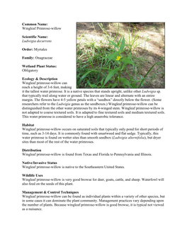 Common Name: Wingleaf Primrose-Willow Scientific Name: Ludwigia Decurrens Order: Myrtales Family: Onagraceae Wetland Plant Statu