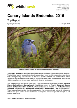 Canary Islands Endemics 2016 Trip Report