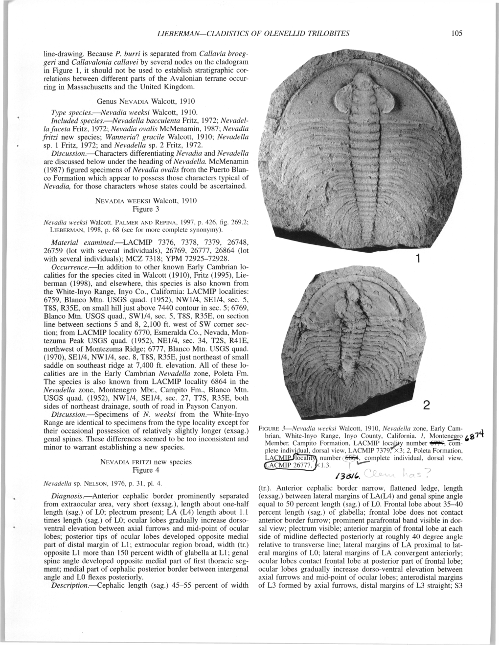 LIEBERMAN—CLADISTICS of OLENELLID TRILOBITES 105 Line-Drawing