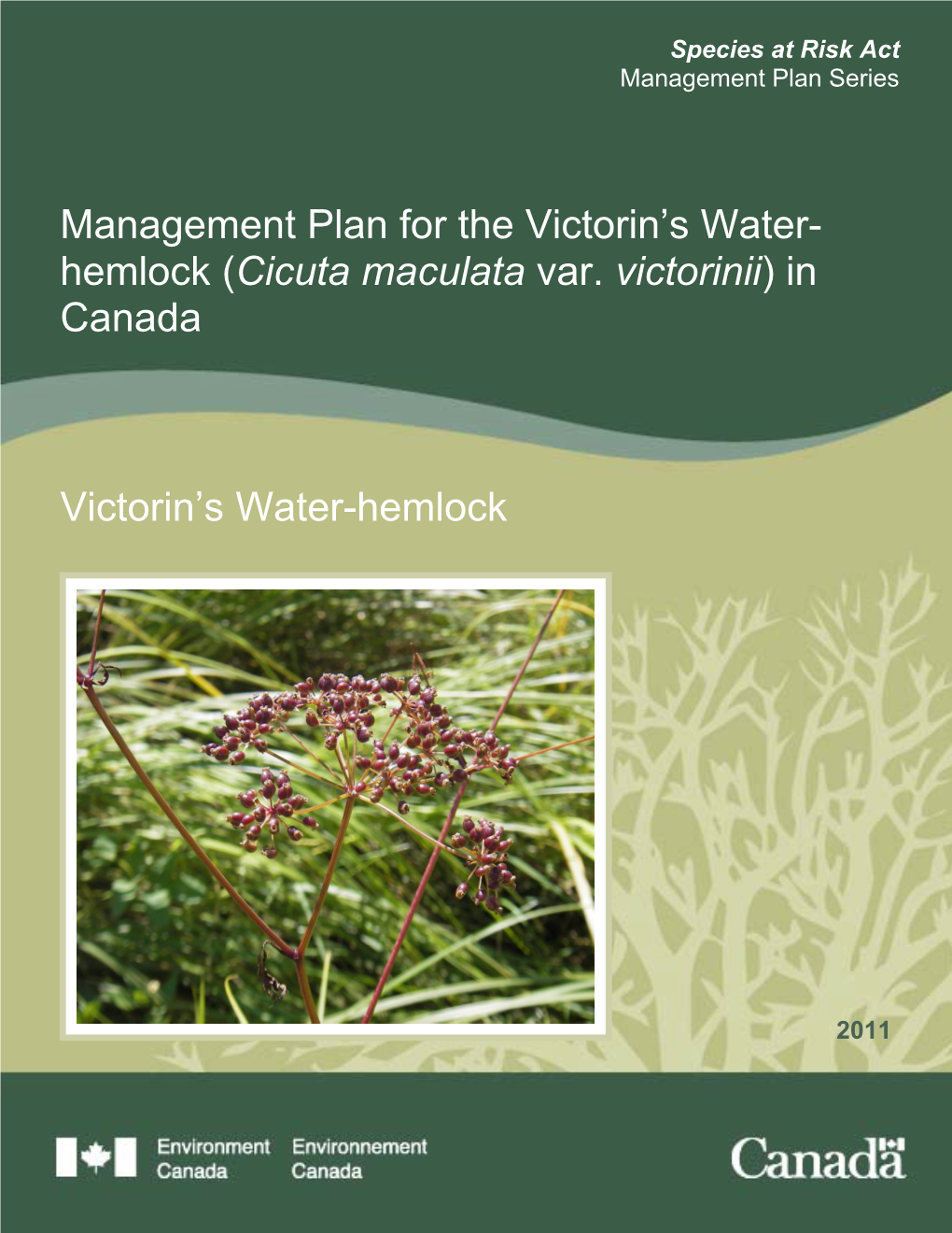 Victorin's Water-Hemlock (Cicuta Maculata)