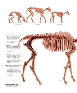 45 Million Years Ago. the Oldest Known Horse Was Four-Toed Browser